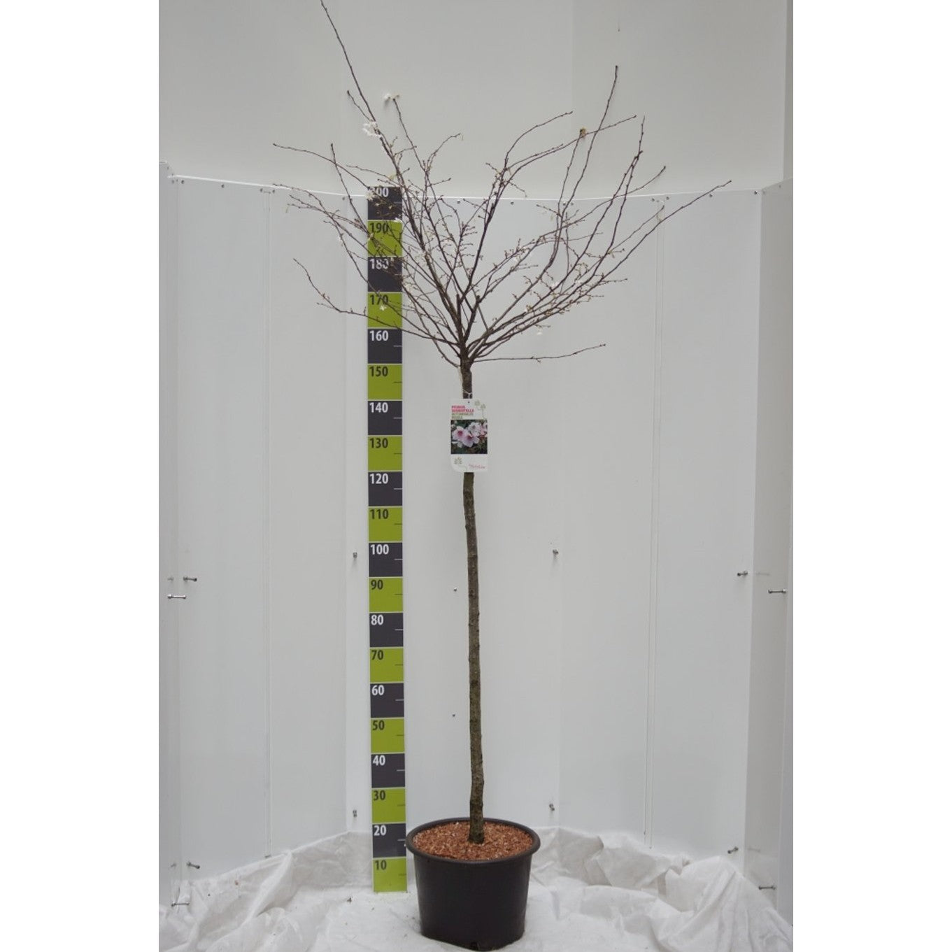 Japanskt körsbär – Prunus subhirtella 'Autumnalis Rosea' - 120 CM Stem C20